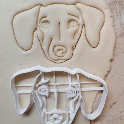 Dachshund portrait