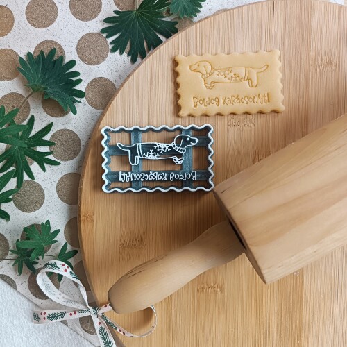 Dachshund in a sweater 2025